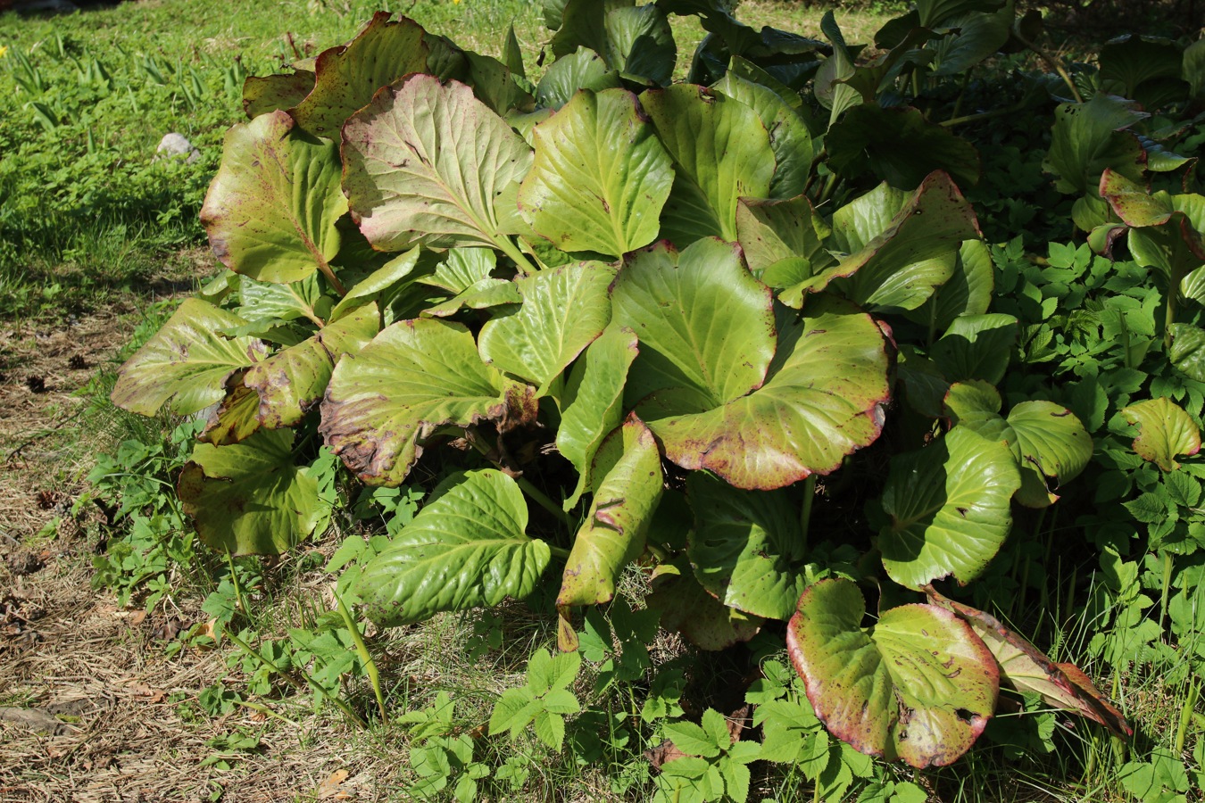 Image of Bergenia crassifolia specimen.
