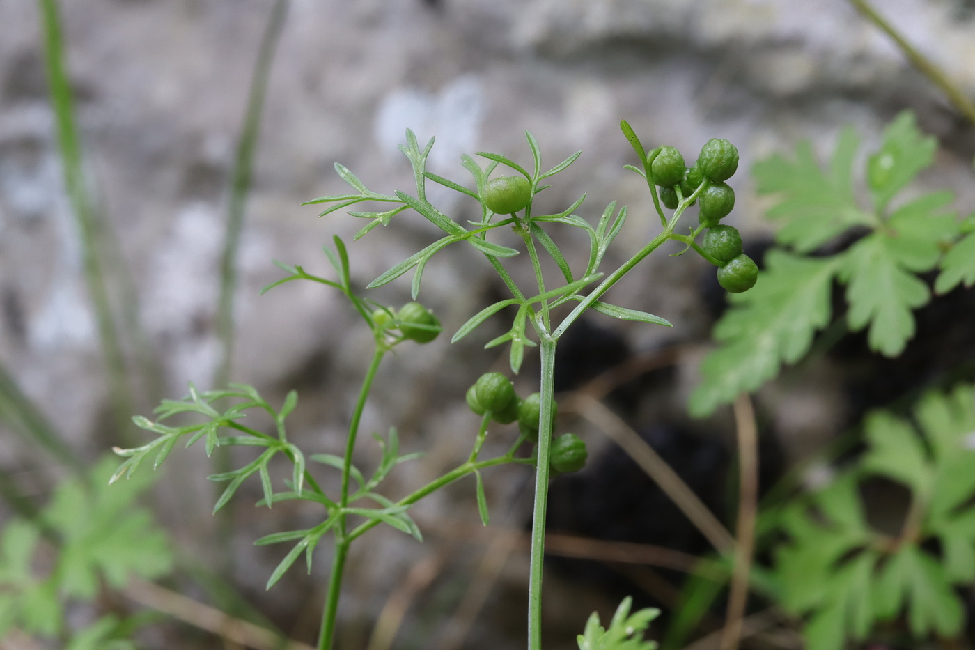 Изображение особи Bifora testiculata.