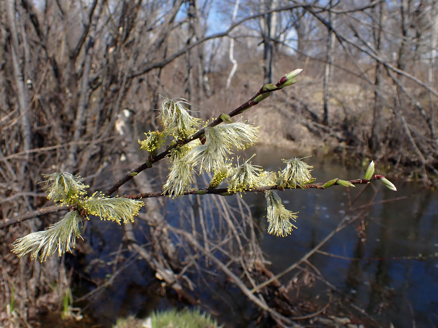 Image of Salix schwerinii specimen.