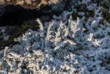 род Stereocaulon. Часть таллома в сообществе с Cladonia. Приморский край, Чугуевский р-н, гора Голец, 1600 м н.у.м., курумник. 13.06.2026.