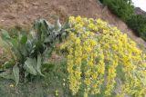 genus Verbascum. Цветущее растение. Азербайджан, Нахчыван, Шахбузский р-н, окр. с. Кюлюс, каменистый склон. 27.06.2026.