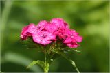 Dianthus barbatus. Соцветие. Московская обл., Раменский р-н, окр. дер. Хрипань, садовый участок. 16.06.2026.