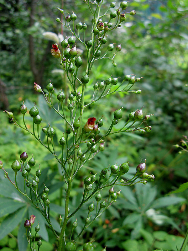 Изображение особи Scrophularia nodosa.