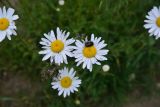 genus Leucanthemum