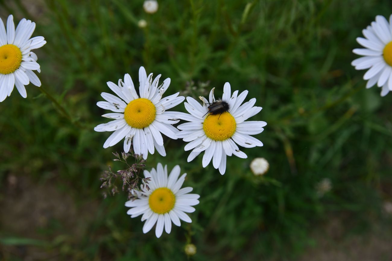 Image of Leucanthemum vulgare specimen.