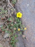 genus Potentilla. Цветущее растение. Таджикистан, Горно-Бадахшанская автономная обл., Рушанский р-н, хр. Музкол, окр. Сарезского оз., склон пика Обзорный, ≈ 4100 м н.у.м., скопление мелкозёма среди камней. 24 июня 2026 г.