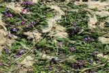 Lathyrus palustris. Облепленные засохшими водорослями растения, полёгшие во время шторма: сверху - стебли Phragmites australis и перо птицы. Ленинградская обл., Ломоносовский р-н, окр. Шепелёвского маяка; п-ов Каравалдай, южная оконечность, берег Финского залива, приморский луг. 20.06.2026.