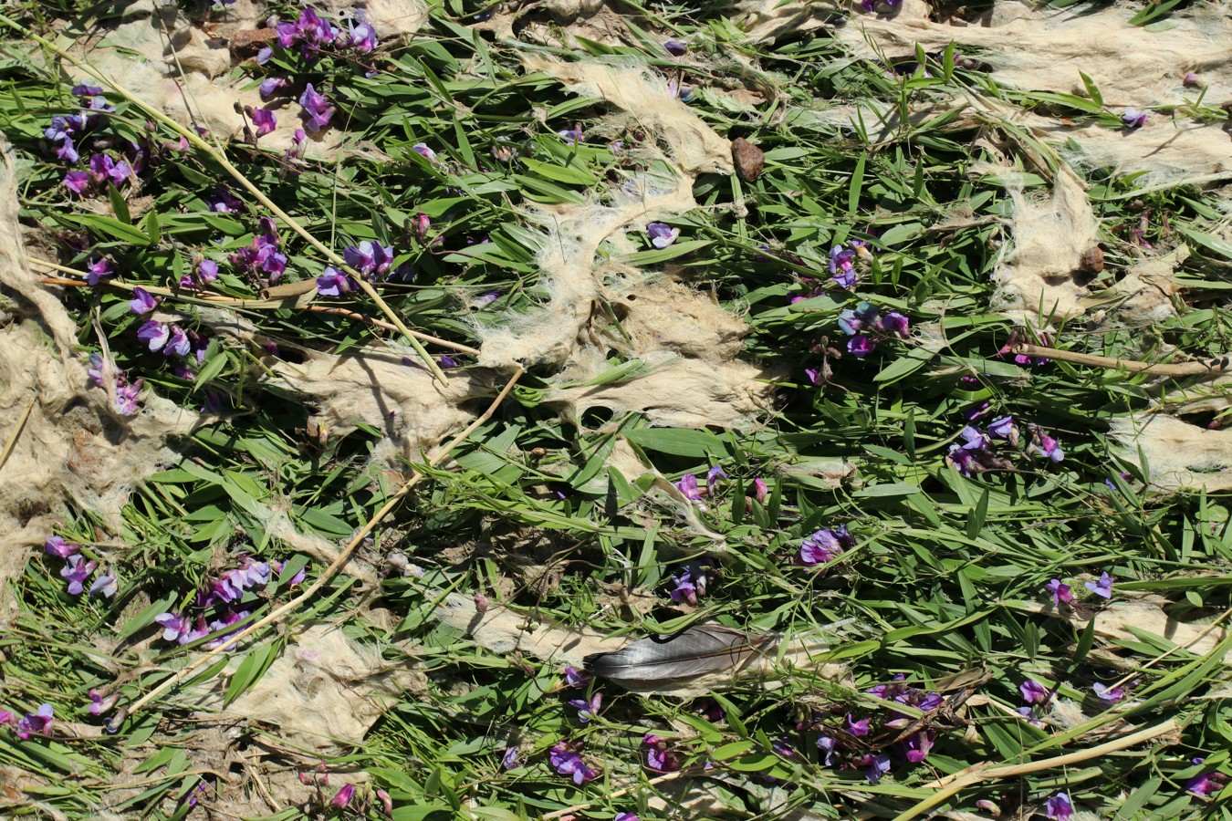 Изображение особи Lathyrus palustris.