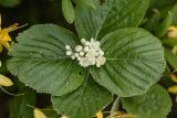 genus Sorbus. Верхушка побега с раскрывшимся соцветием. Краснодарский край, Туапсинский р-н, Главный Кавказский хр., окр. горы Семиглавая, высота ок. 1400 м н.у.м., субальпийский луг. 15.06.2026.