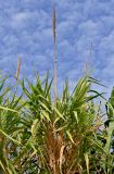 Arundo donax. Верхушка побега с отплодоносившим соплодием. Португалия, округ Сетубал, г. Сетубал, у дороги. 16.08.2025.