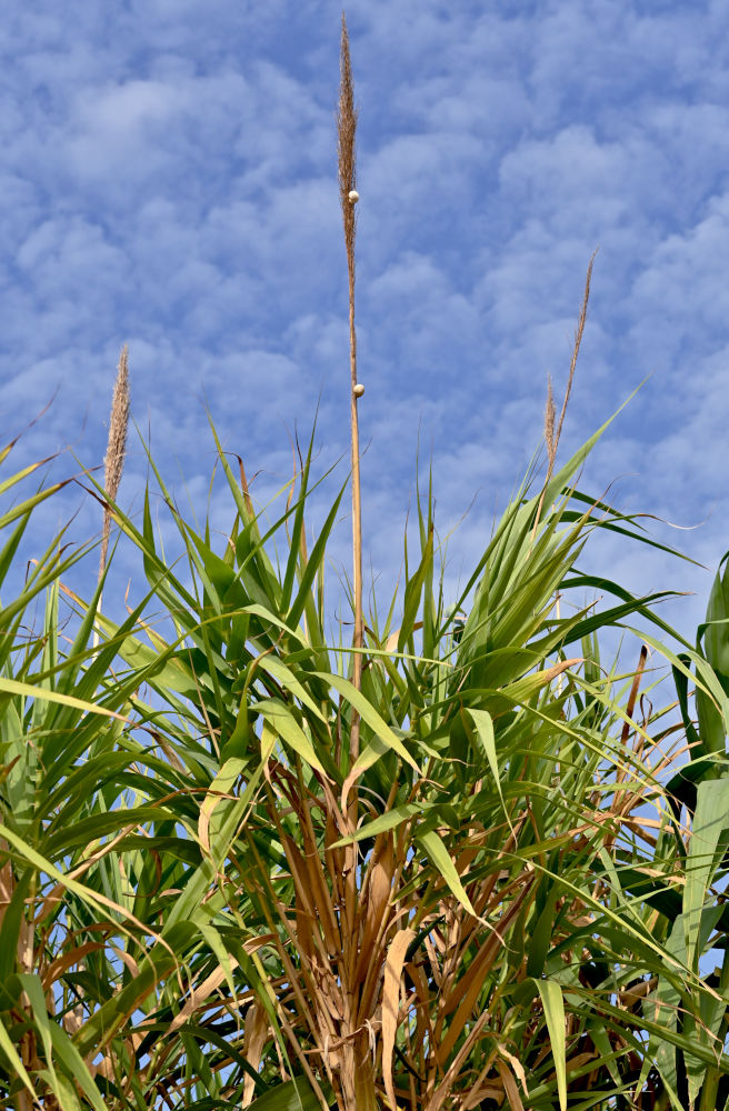 Изображение особи Arundo donax.