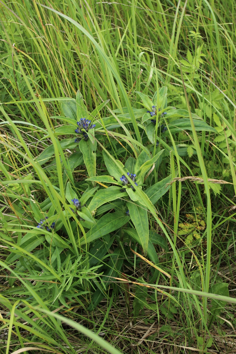 Image of Gentiana cruciata specimen.