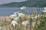 Papaver sokolovskajae. Верхушки побегов с цветками и плодами. Приморье, о. Шкота, коса, каменистый берег моря. 27.06.2026.