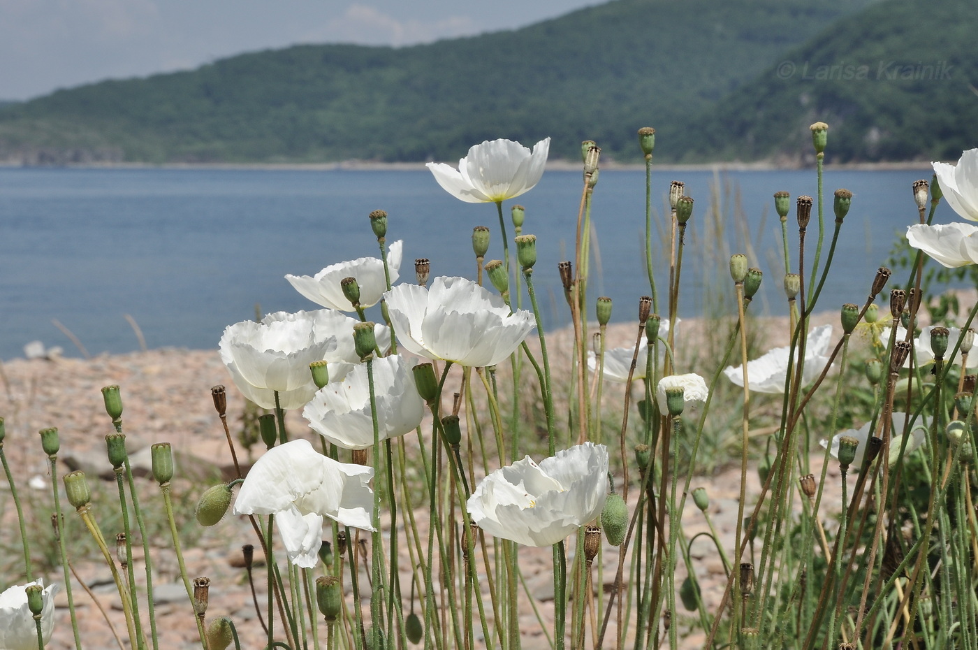 Изображение особи Papaver sokolovskajae.
