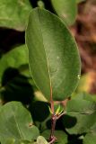 Cydonia oblonga