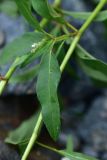 genus Aconogonon. Лист. Турция, ил Артвин, р-н Юсуфели, левый берег р. Бархал-Чайи над порогом, выс.1800 м н.у.м., скальная полка. 14 июня 2026 г.