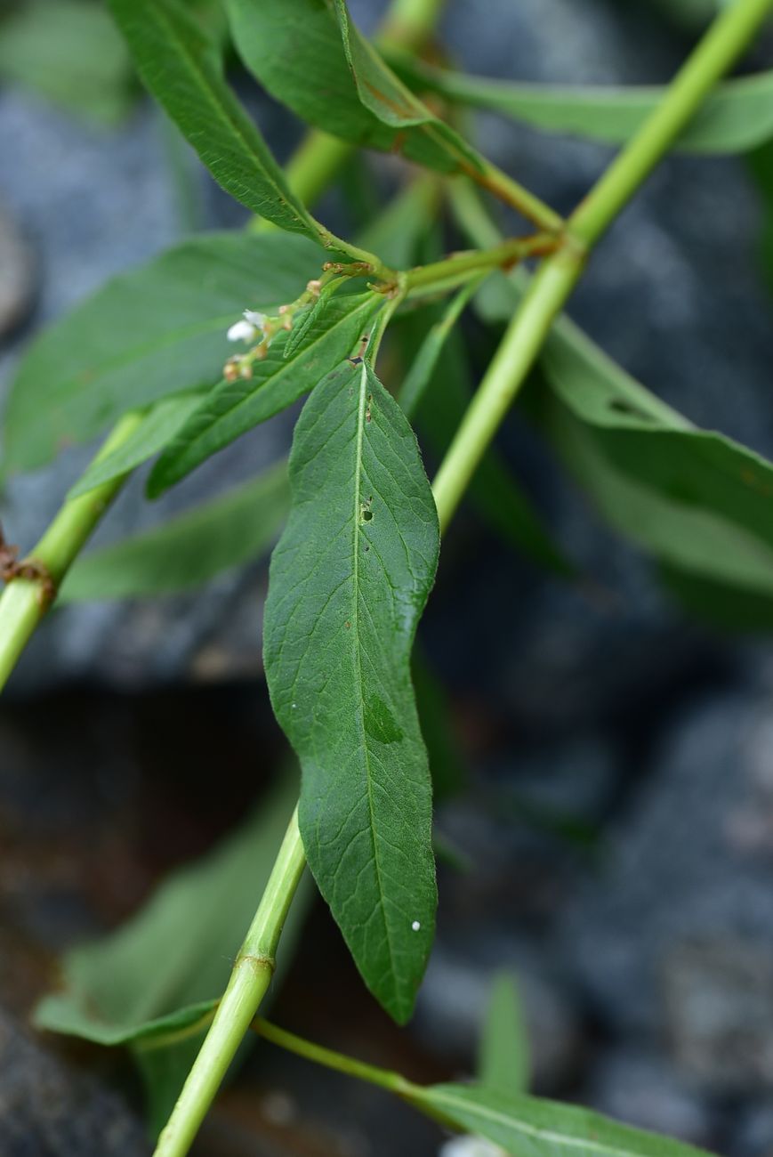 Image of genus Aconogonon specimen.