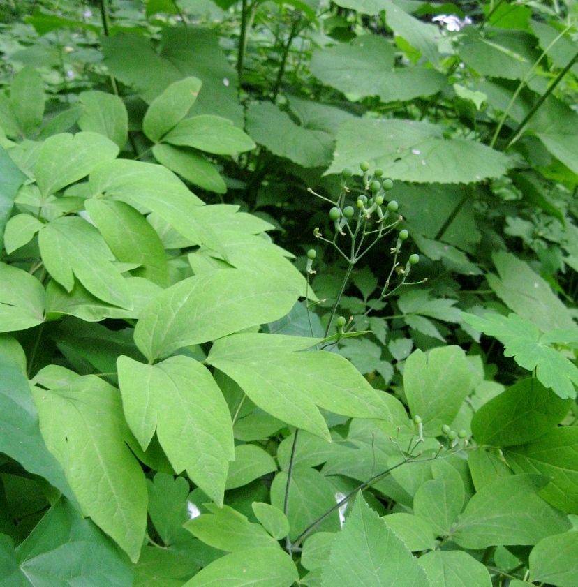 Image of Caulophyllum robustum specimen.