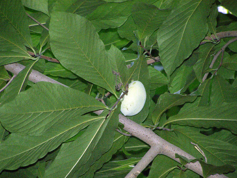 Image of Asimina triloba specimen.