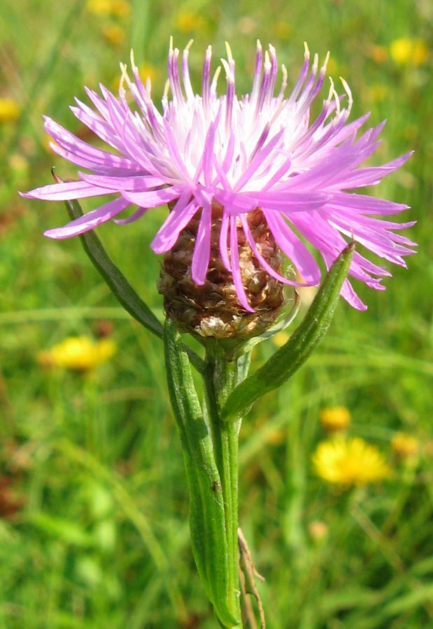 Image of Centaurea jacea specimen.