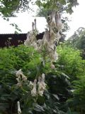 Aconitum orientale