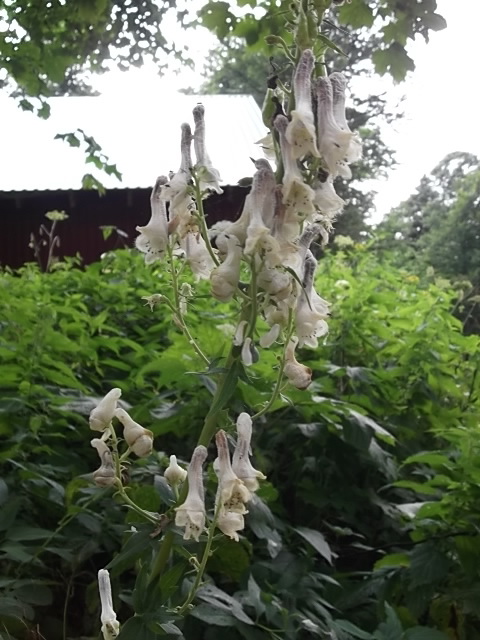 Image of Aconitum orientale specimen.