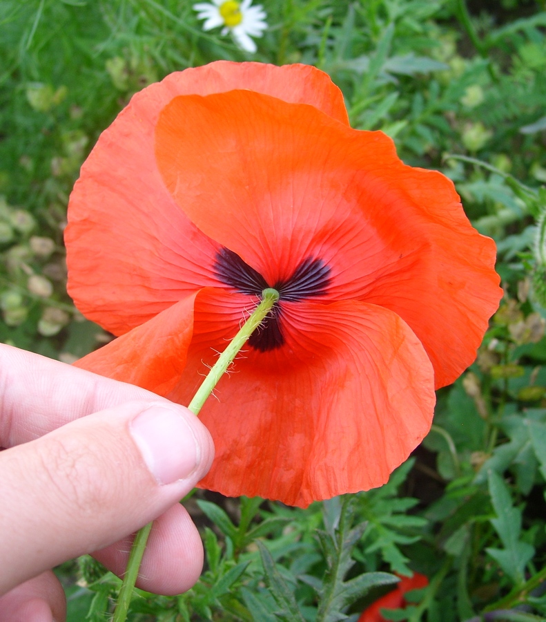 Image of Papaver rhoeas specimen.