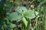 Paris quadrifolia