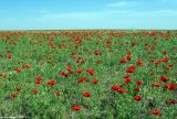 Papaver pavoninum. Аспект цветущих растений. Казахстан, Алматинская обл., окрестности п. Курты. 13.05.2011.