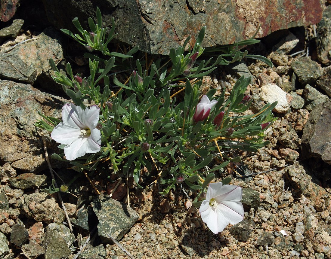 Image of Convolvulus tragacanthoides specimen.