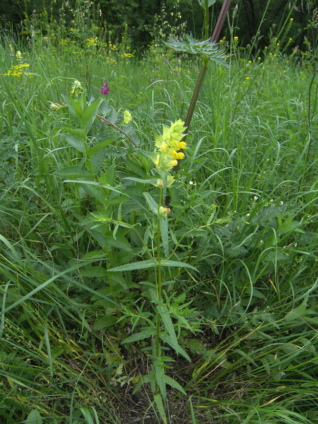 Изображение особи Rhinanthus subulatus.