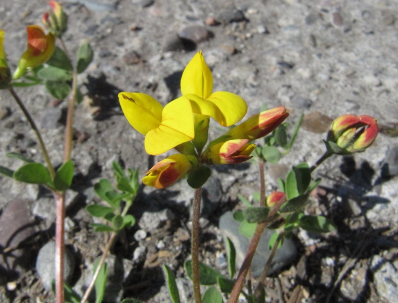 Изображение особи Lotus dvinensis.