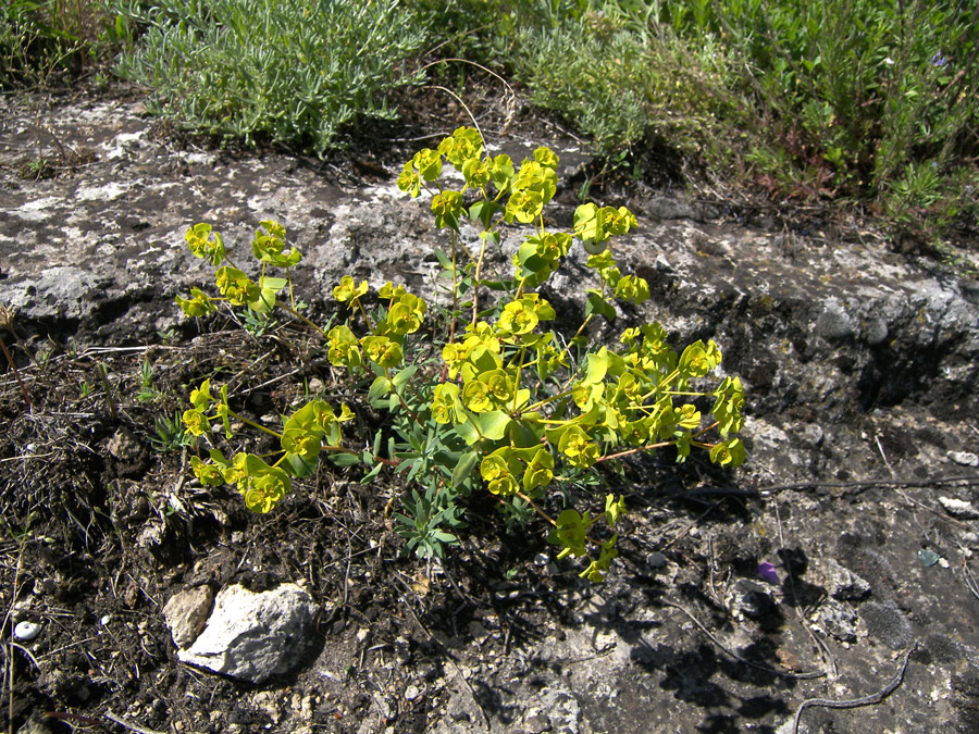 Image of Euphorbia petrophila specimen.