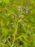 Cynoglottis barrelieri