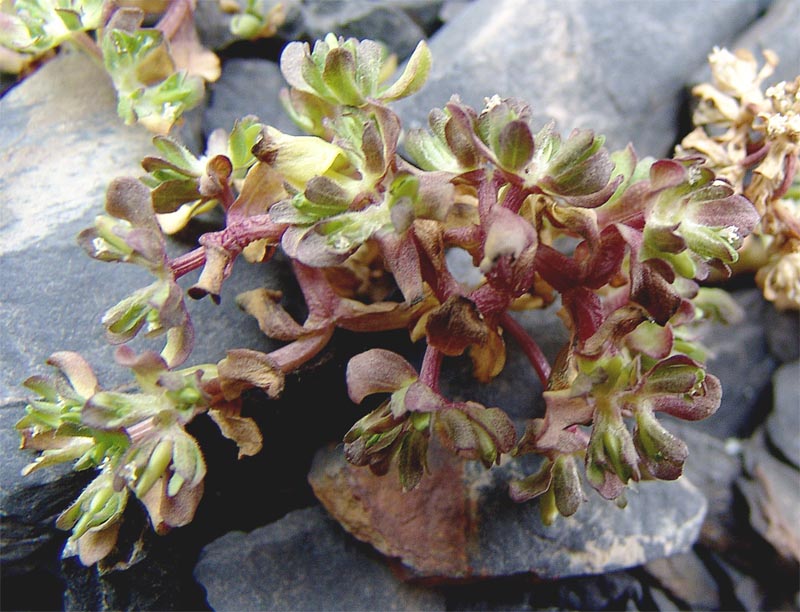 Image of Pseudobetckea caucasica specimen.