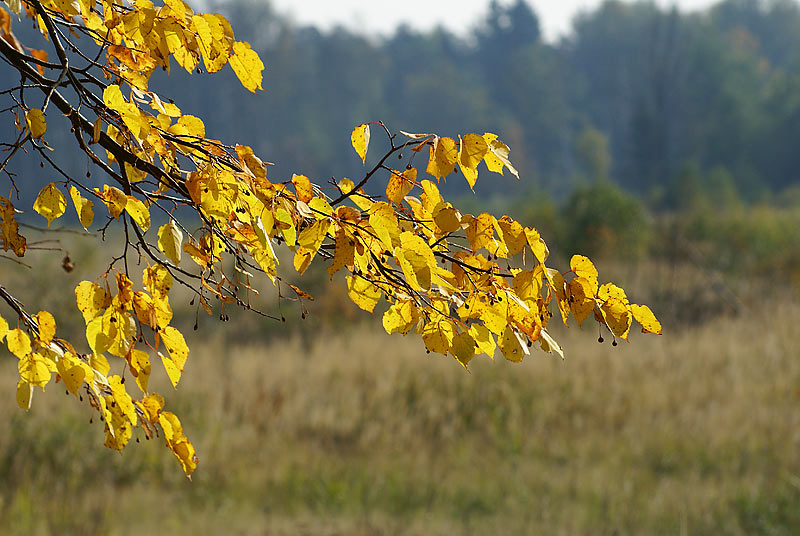 Image of Tilia cordata specimen.