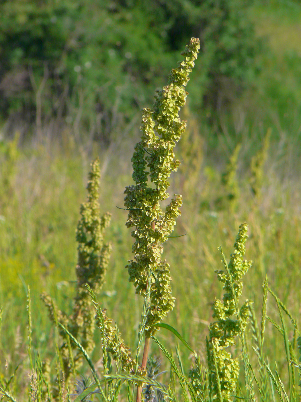 Изображение особи род Rumex.