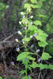 Aconitum baicalense. Соцветие. Иркутская обл., г. Усть-Кут, окр. курорта Усть-Кут. 24 июля 2011 г.