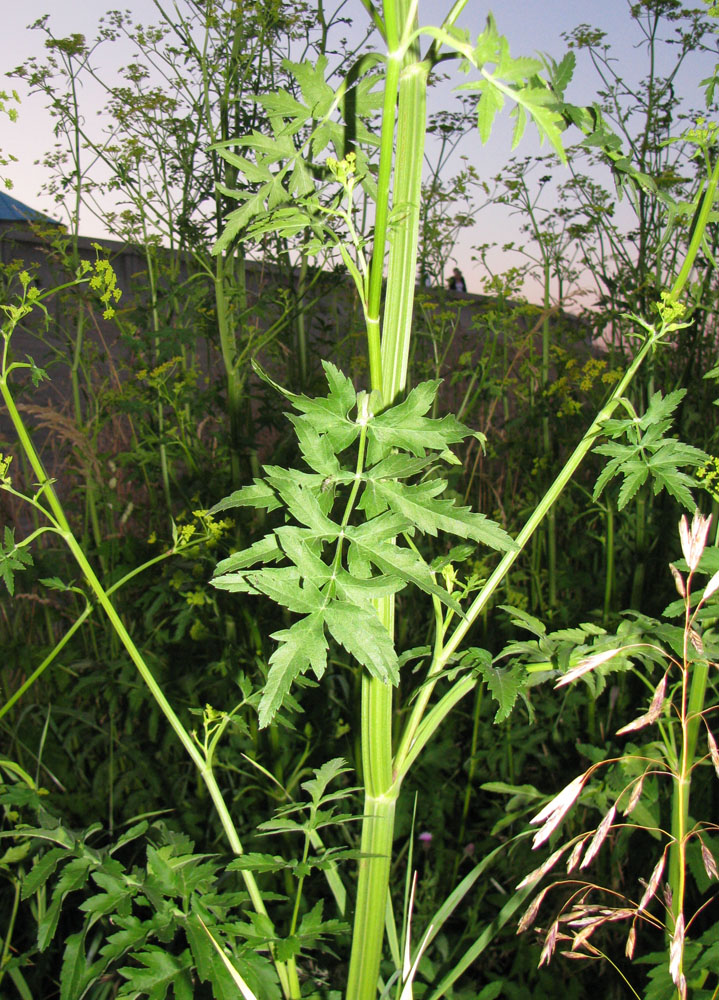 Image of Pastinaca sativa specimen.