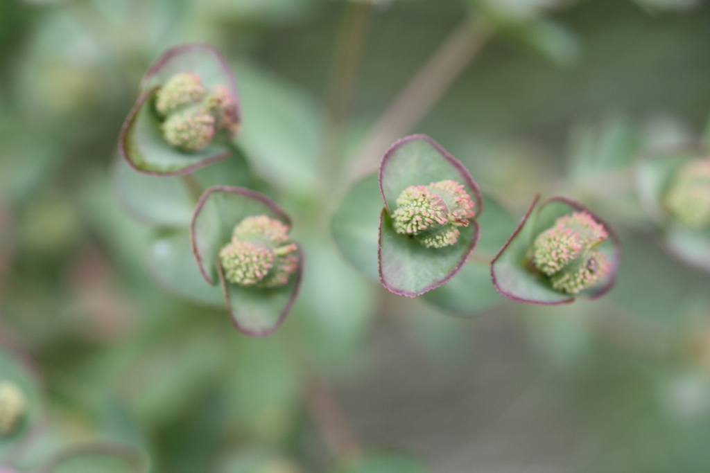 Изображение особи Euphorbia condylocarpa.