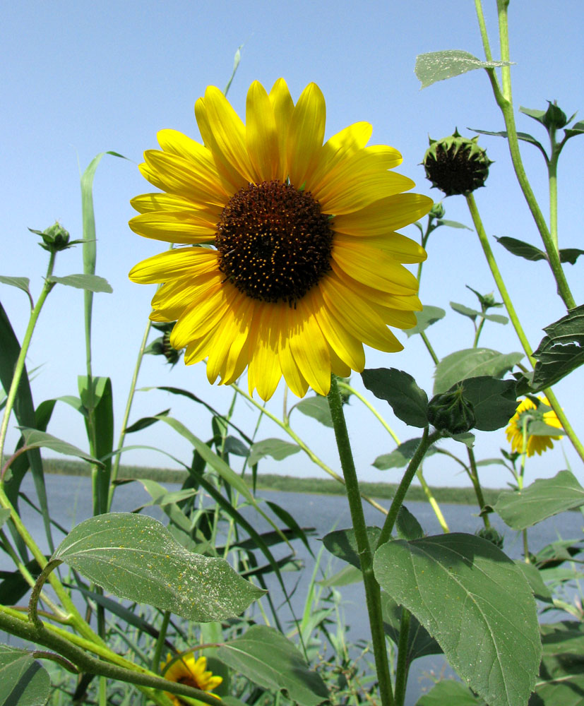 Изображение особи Helianthus lenticularis.