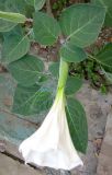 Datura wrightii. Верхушка побега с распускающимся цветком. Крым, г. Саки, территория базы отдыха \"Прибой\". 23.08.2011.