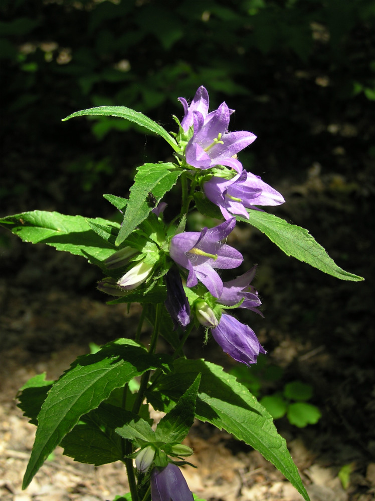 Image of Campanula trachelium specimen.