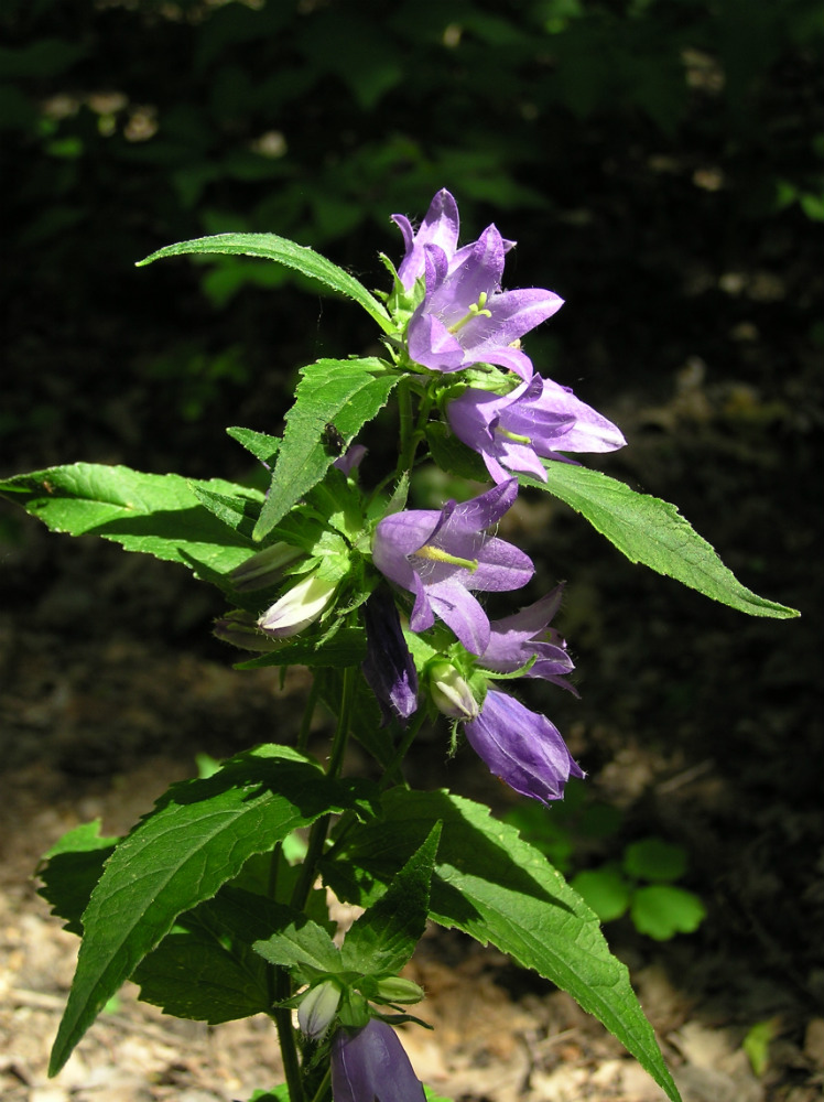 Image of Campanula trachelium specimen.