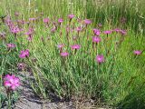 Dianthus deltoides