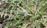 Taraxacum