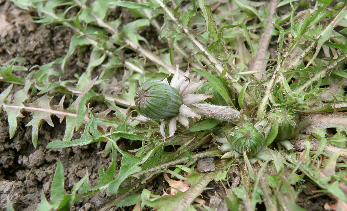 Image of genus Taraxacum specimen.