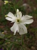 Melandrium latifolium