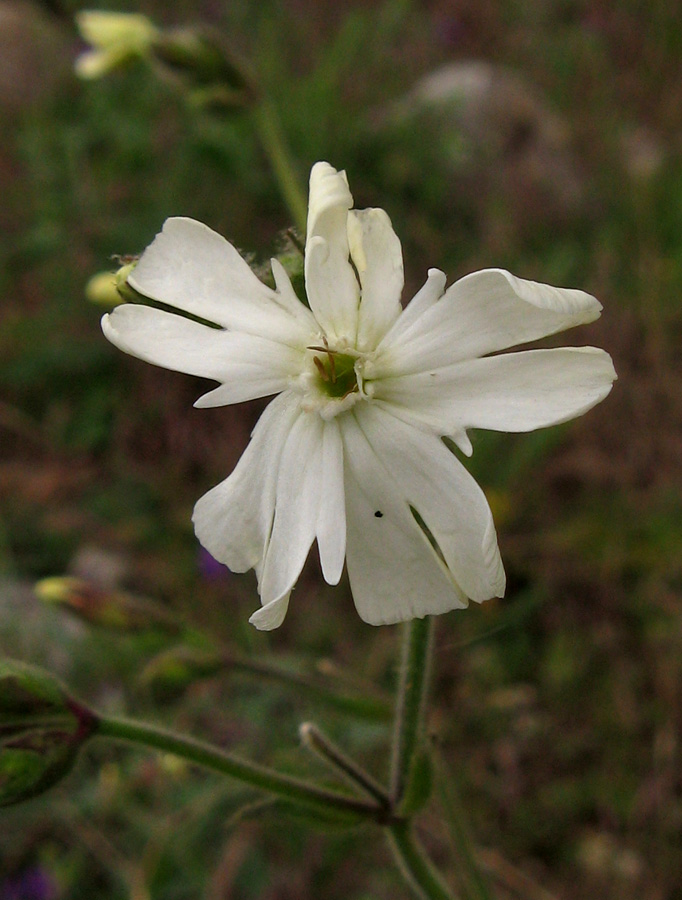 Изображение особи Melandrium latifolium.