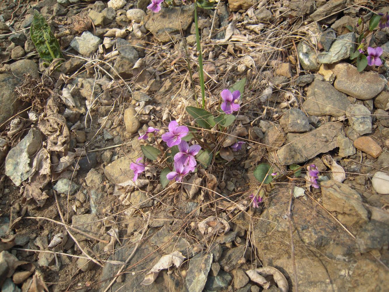 Изображение особи Viola somchetica.